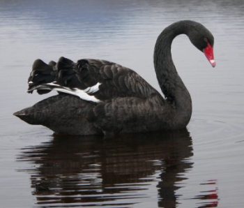 Teoria do Cisne Negro